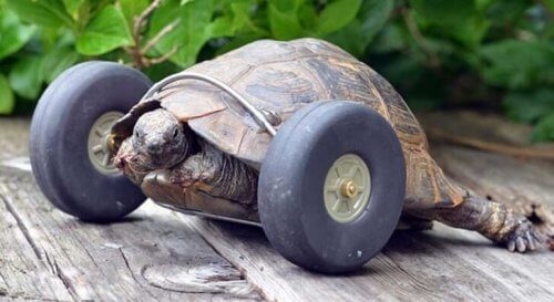 Conheça a tartaruga que tem uma prótese com rodas