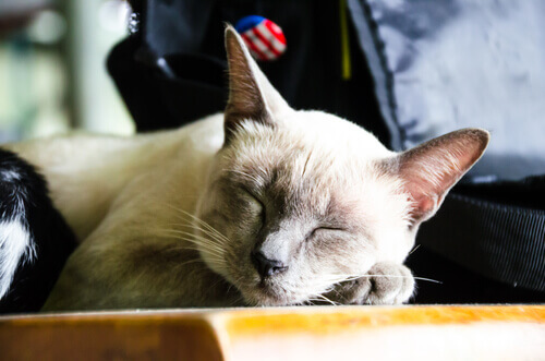 8 vantagens de adotar um gato idoso