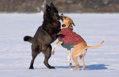 A íntima amizade entre um lobo e um cão