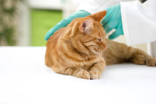 Quais as vacinas obrigatórias para o seu pet?