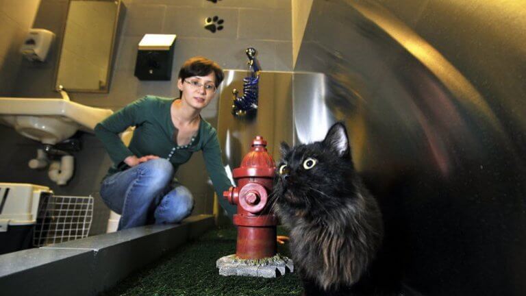 banheiros para animais de estimação em aeroportos