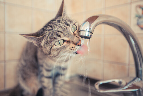 Os gatos desafiam a gravidade ao beber água