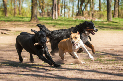 brigas-de-cachorro