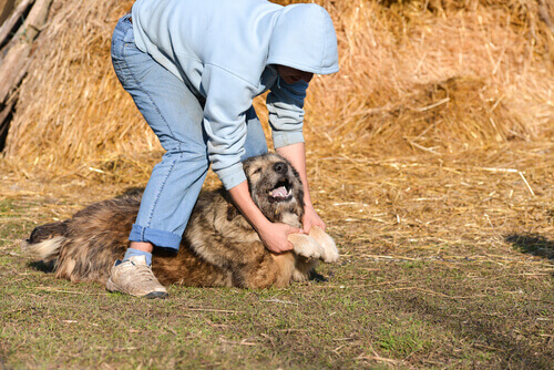 O cão também pode ser uma vítima da violência contra a mulher