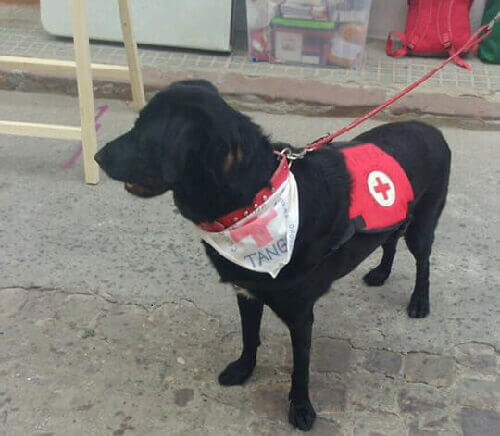 Um cão maltratado oferece apoio terapêutico