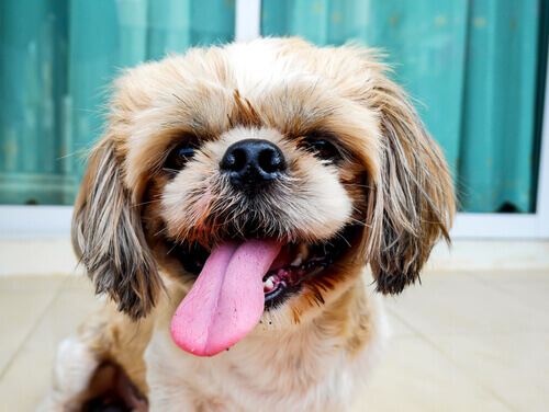 Seu cão pode se lembrar de coisas que você fez