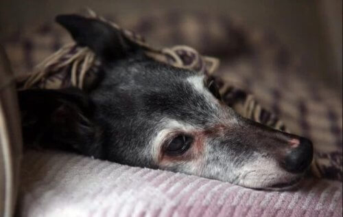 A despedida de Walnut