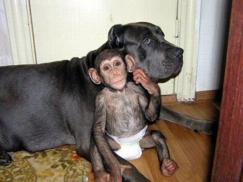 Conheça a cadela que cuida de chimpanzés órfãos