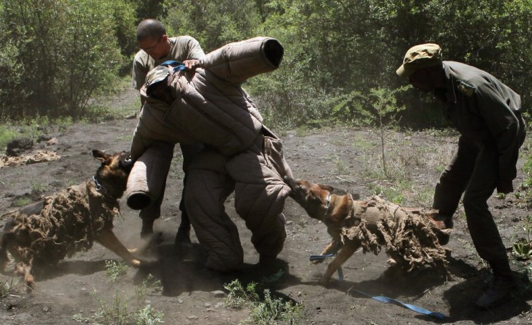 Os cães que combatem a caça ilegal na África