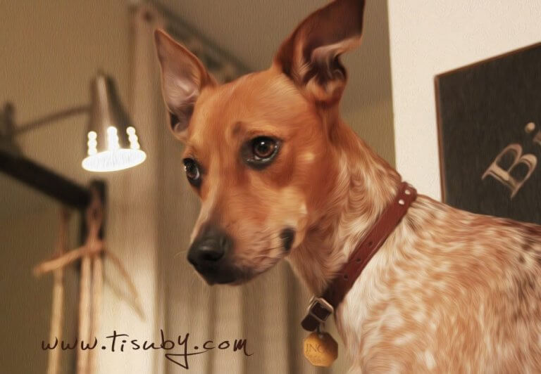 cancao-amantes-dos-caes-2