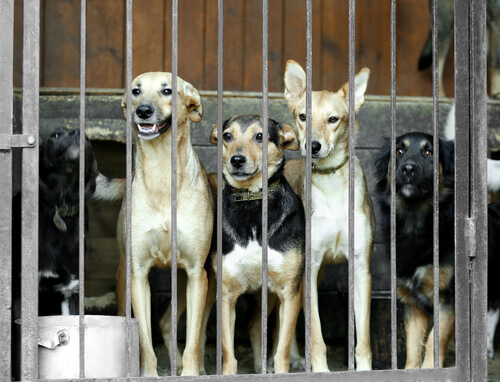 Coreia do Sul fecha o maior mercado de carne de cachorro