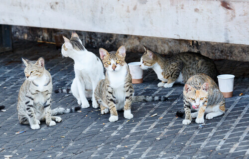 Istambul, a cidade dos gatos