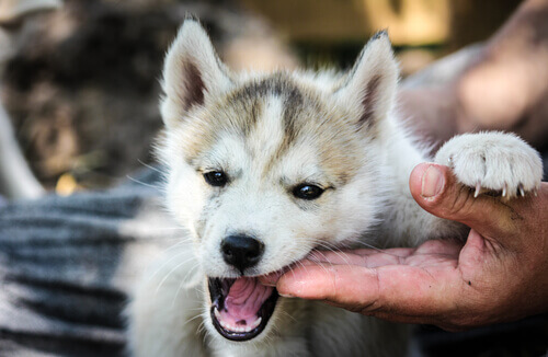 21 coisas que você não sabia sobre cães e que te deixarão sem palavras. Parte 1