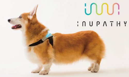 Uma coleira inteligente que pode dizer como seu cão se sente
