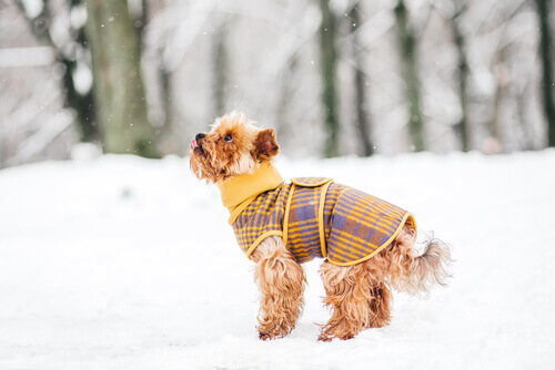 5 truques para que seu cão não passe frio no inverno