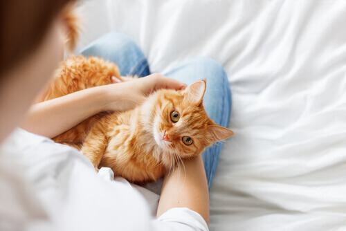 3 conselhos para o que seu gato seja mais sociável