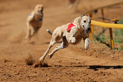 Argentina proíbe as corridas de cães