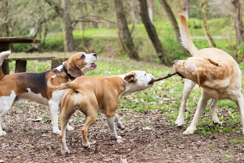 Veterinários britânicos advertem sobre o uso de paus nas brincadeiras com cães