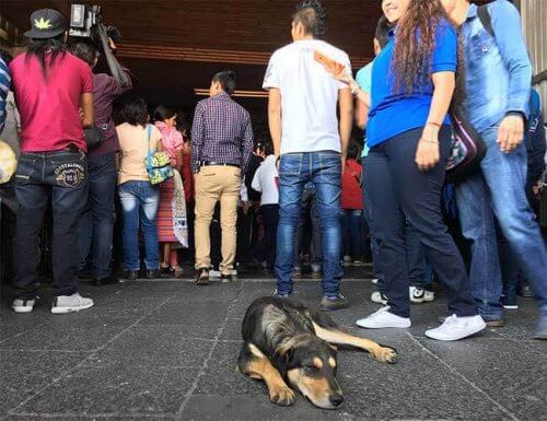 Centenas de cães são abandonados por fiéis em basílica