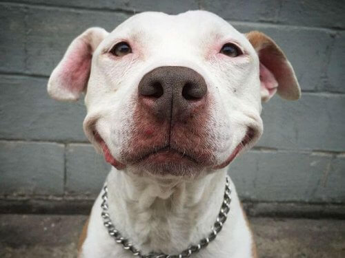 Brinsks, um cão que sorri desde que foi resgatado