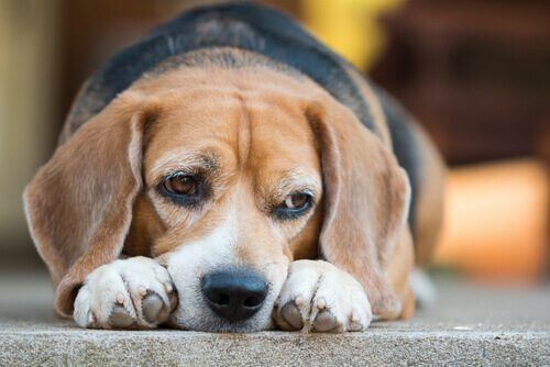 Conheça os riscos da diabetes em cães