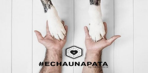 #Echaunapata, campanha no Instagram para animais abandonados