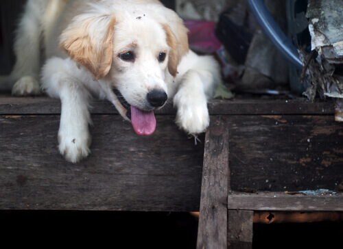 Não ao embargo de animais de estimação