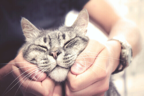 Como fazer carinho em um gato?