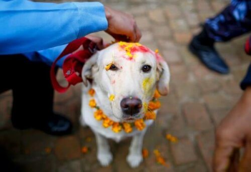 Conheça dez festividades para os animais de estimação por todo mundo
