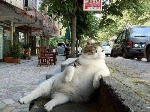 Uma gata famosa que tem sua estátua em Istambul, mas por quê?