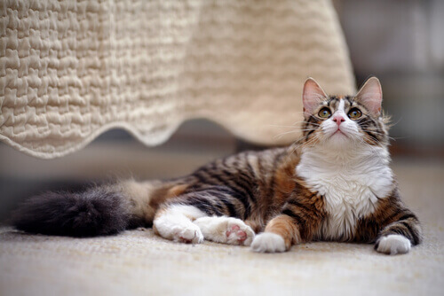 Como ter um gato em casa