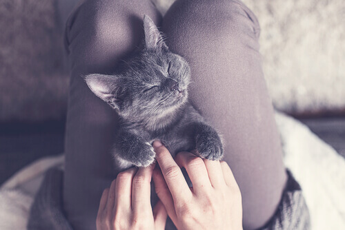 Por que o seu gato gosta de dormir em cima de você