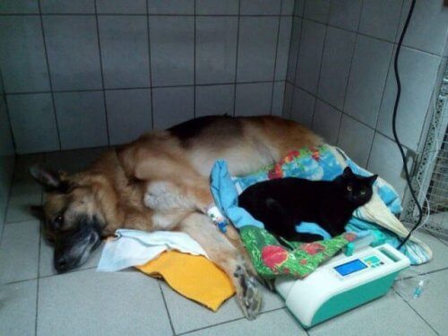 Lúcifer, um gato paralítico que ajuda a outros