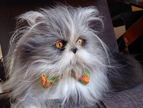 Gato ou cão? Adivinhe o que é esta criatura