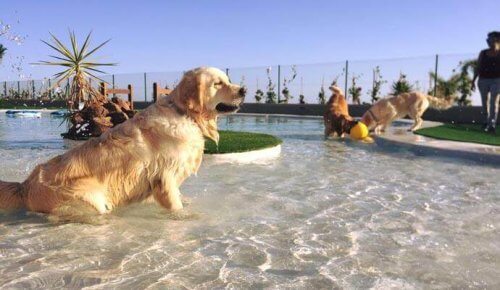 Em Tenerife, foi inaugurado o hotel para cães e gatos mais luxuoso da Europa