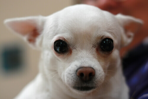 Como limpar as remelas de seu cão?