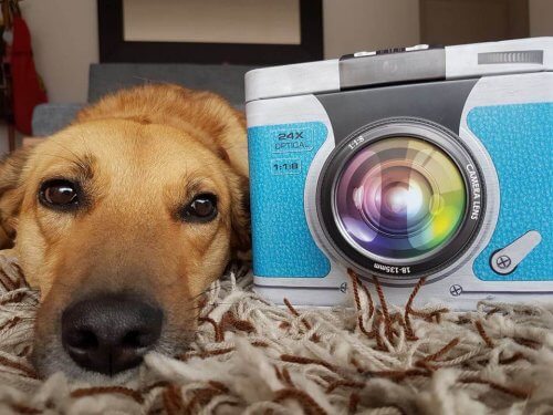 O livro escrito por uma cachorrinha colombiana