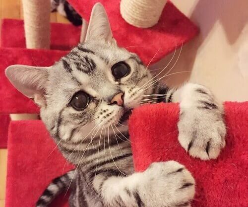 lulu-a-gatinha-de-cara-triste-3