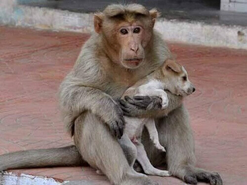 O macaco que adotou um cão de rua