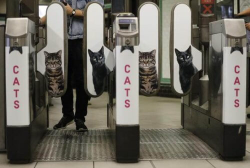 Metrô de Londres tira as propagandas e coloca fotos de gatos