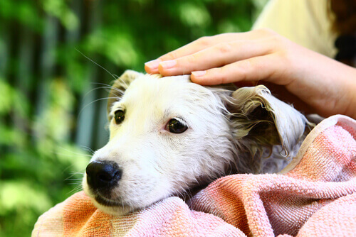 Não ama meu dono? Então se afaste de mim