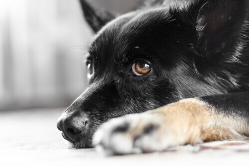 Sabe o que é o nistagmo em cães? Revelaremos isso!