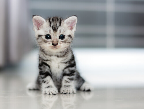 Quanto os gatos crescem? E meu gato, cresce depressa?