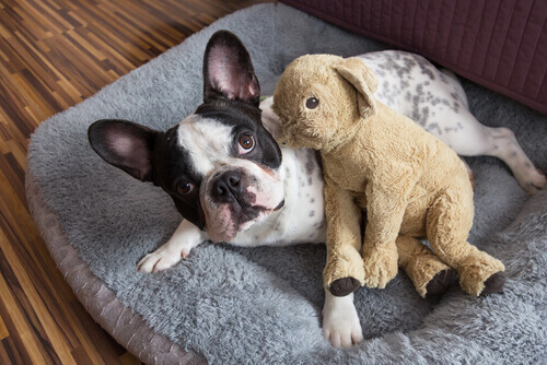Existe custódia compartilhada de animais?