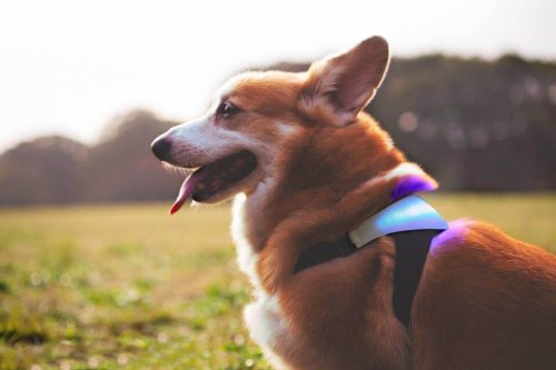 Uma invenção que ajuda a descobrir o que os cães sentem