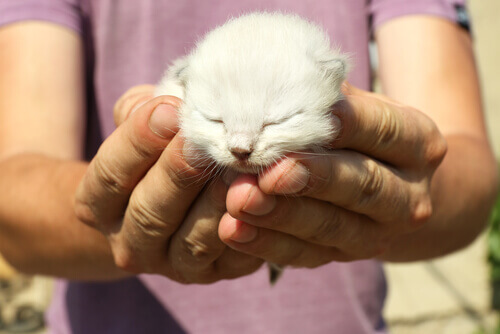 7 coisas que você pode fazer para que seu gato seja muito feliz