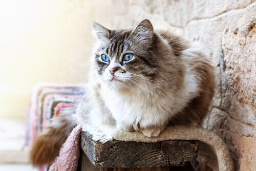 O ragdoll, o gato mais canino de todos