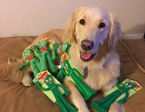 Reação de um cachorro quando vê seu dono vestido de seu brinquedo favorito