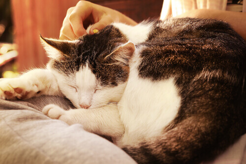 As 3 melhores formas de acariciar um gato