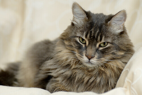 Tudo sobre o pelo do gato